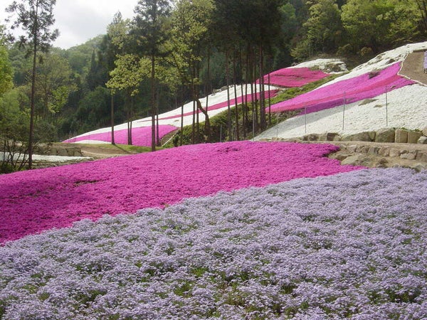 【JR福山駅発】たんとうチューリップ・ヤマサ芝桜の小道と贅沢「但馬牛ランチ」 日帰り2